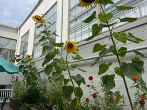 Photo of tall sunflowers in a garden