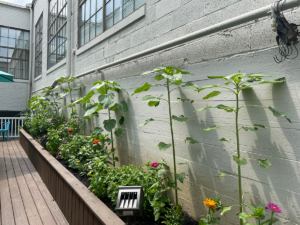 Photo of small sunflowers
