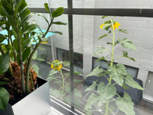 Photo of tall sunflowers from the office kitchen window