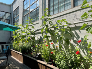 Photo of an outdoor garden