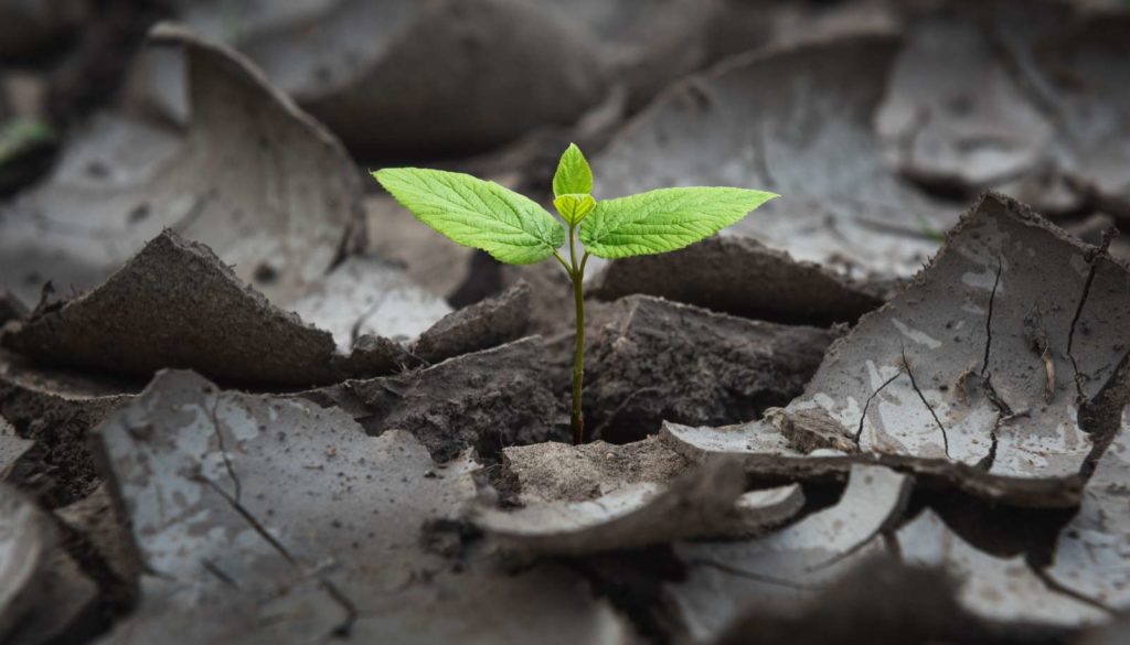 NSM-CPS-insights-webinar-business-community-5-steps-resilience-914x458@2x green leaf growing