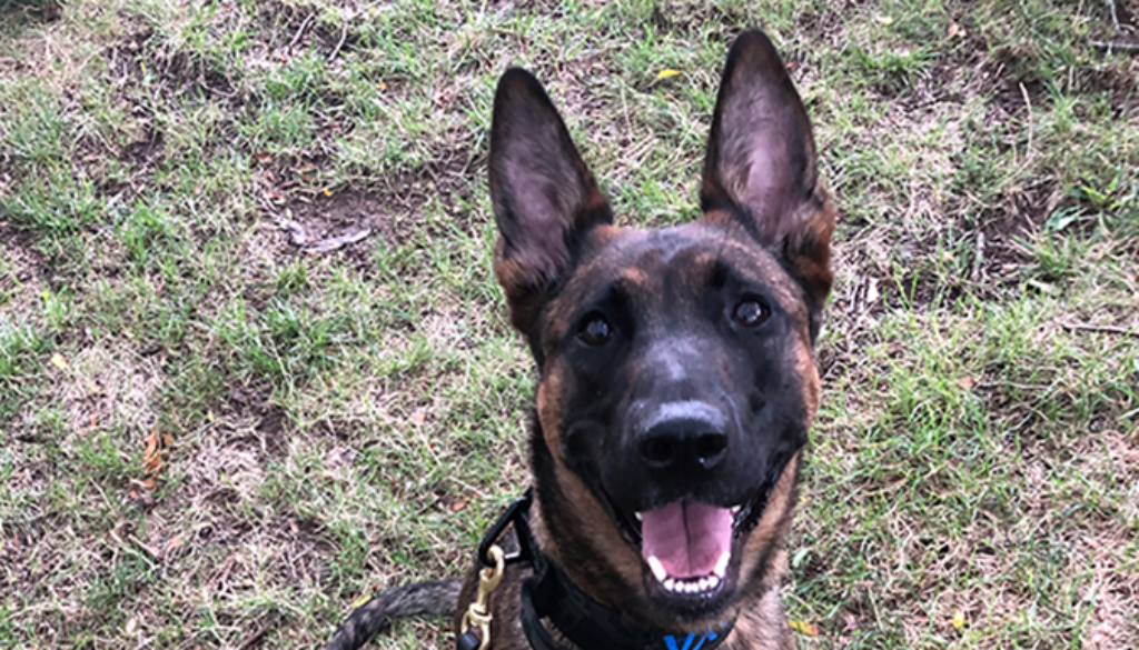 K9 Boya smiling while sitting in the grass